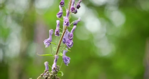 Wild orchid closeup Stock Footage 172543753