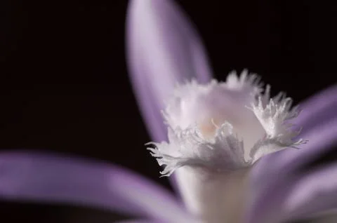 Wild orchid flower Stock Photos