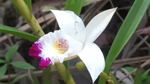 Wild orchid Stock Footage 297753110