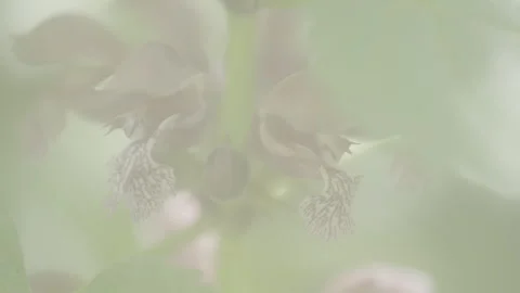 Wild orchid 動画素材 304421454