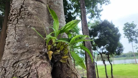 Wild Orchid Growing as Epiphyte on Tree Trunk in Nature Stock-Footage 344098449