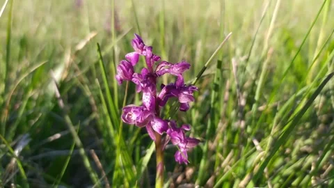 Wild orchid macro video Stock Footage 243353394