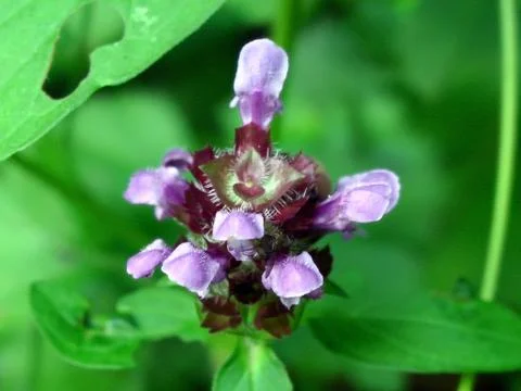 Wild Orchid Stock Photos