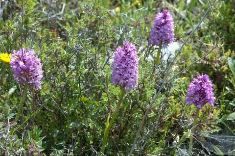 Wild orchid Fotos Stock