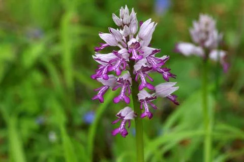 Wild orchid Stock-Fotos