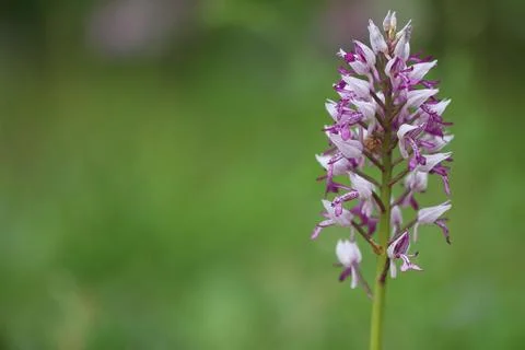Wild orchid Stock Photos