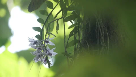 Wild Orchid in Rainforest Stock Footage 195277634