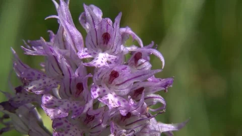 Wild Orchid2 Neotinea tridentata Video stock 79451120