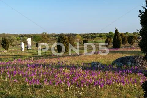 Wild orchids at ancient monument Stock Photos