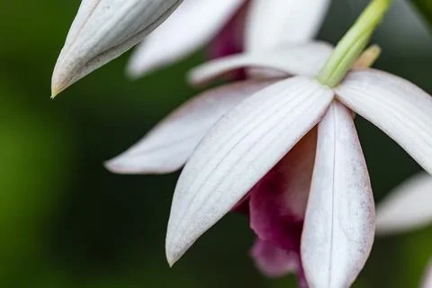 Wild orchids blooming gracefully in the mist, bathed in warm lighting. 스톡 사진