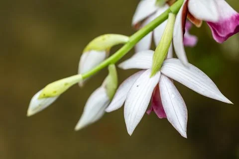 Wild orchids blooming gracefully in the mist, bathed in warm lighting. 写真素材