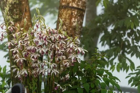 Wild orchids blooming gracefully in the mist, bathed in warm lighting. Fotos Stock
