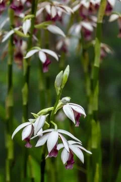 Wild orchids blooming gracefully in the mist, bathed in warm lighting. Stock-Fotos