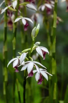 Wild orchids blooming gracefully in the mist, bathed in warm lighting. Stock-Fotos