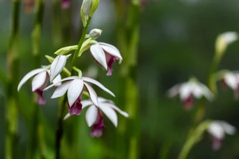 Wild orchids blooming gracefully in the mist, bathed in warm lighting. Fotos de archivo