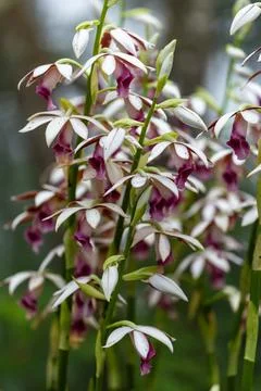 Wild orchids blooming gracefully in the mist, bathed in warm lighting. 스톡 사진