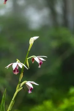 Wild orchids blooming gracefully in the mist, bathed in warm lighting. 스톡 사진