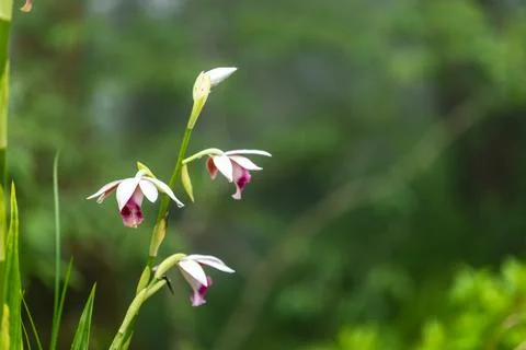 Wild orchids blooming gracefully in the mist, bathed in warm lighting. 스톡 사진