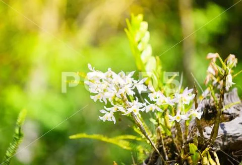 Wild orchids flower white and yellow beautiful on nature green Stock Photos