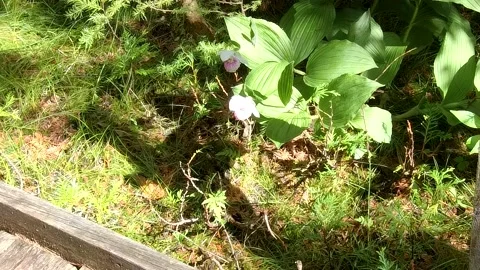 Wild orchids in the forest 4K Stock Footage 134980661