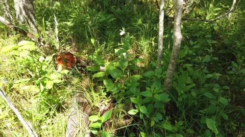 Wild orchids in a forest 4K Stock Footage 134980761