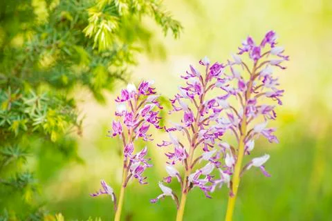 Wild orchids in germany Stock Photos