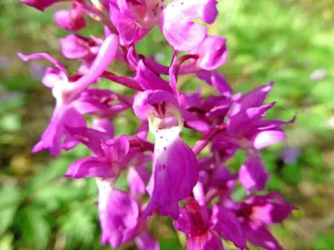 Wild orchids in Germany in spring in a forest Stock Photos