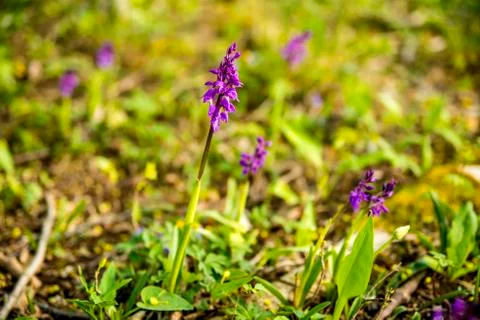 Wild orchids in Germany in spring in a forest Stock Photos