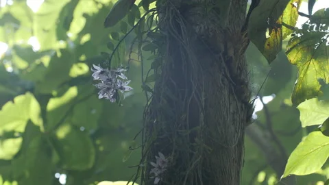 Wild Orchids Growing on Tree Stock Footage 195278013