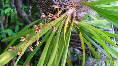 Wild orchids with long flower clusters in various beautiful colors swaying .. Stock Footage 300080319