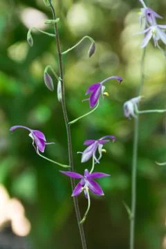 Wild Orchids Stock Photos