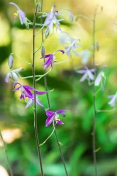Wild Orchids Stock Photos