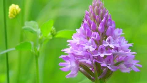 Wild Orchids - Pyramidal Orchid, Anacamptis pyramidalis 動画素材 156707955