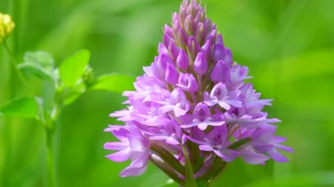 Wild Orchids - Pyramidal Orchid, Anacamptis pyramidalis Stock Footage 156708554