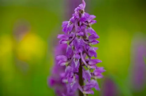 Wild orchids.jh Stock Photos