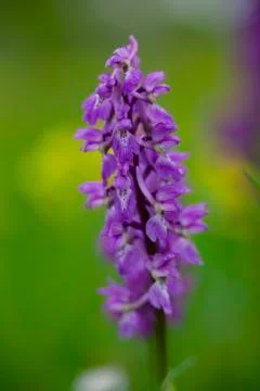 Wild orchids.jh Stock Photos