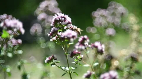 Wild oregano in a forest Video stock 217378504