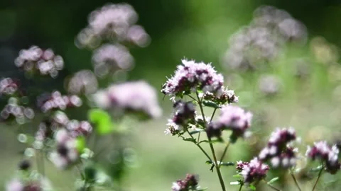 Wild oregano in a forest with insects Stock-Footage 217378847