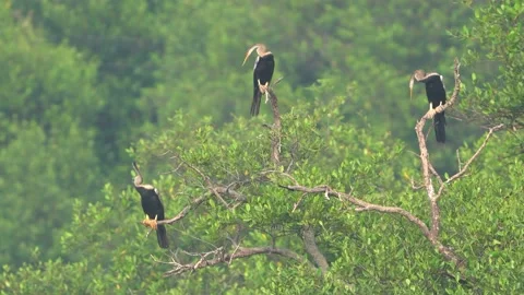 Wild Oriental Darter / Anhinga melanogaster perching on tree Stock Footage 158483571