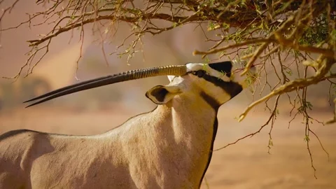 Wild oryx eat leaf from tree branch in desert landscape Stockbeeldmateriaal 344354981