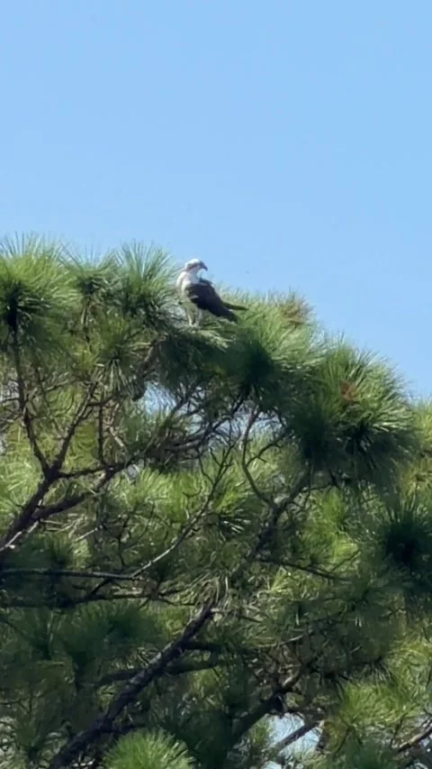 Wild Osprey perched in a pine tree scanning for prey. Vídeo Stock 345284667