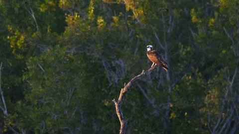 Wild osprey perching on a dead tree branch at sunset Stock Footage 339231502