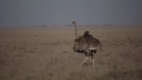 Wild Ostrich Stock-Footage 134179340