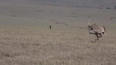 Wild Ostrich Stock-Footage 134179355