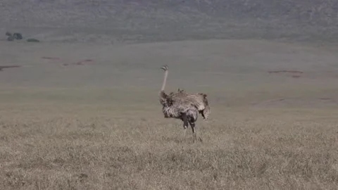 Wild Ostrich Stock-Footage 134179581
