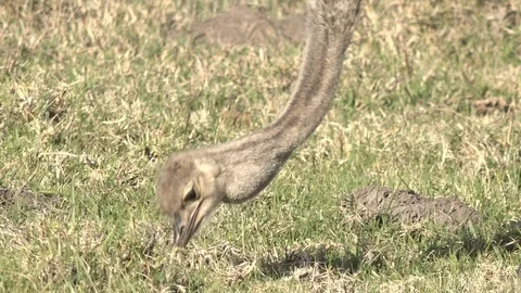 Wild Ostrich grazing Stock Footage 106359634