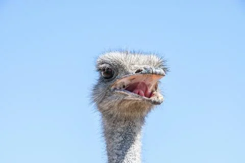Wild Ostrich Stock Photos