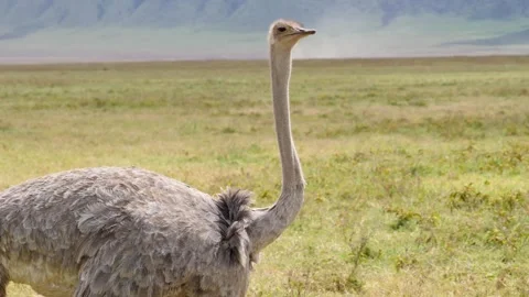 Wild Ostrich Standing Stock Footage 327038856
