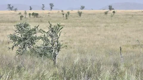 Wild ostrich walking Stock Footage 11176847