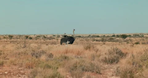 Wild Ostrich Walking Through Dry Namibian Grasslands During the Day Stock Footage 321773257